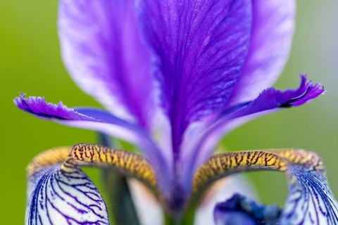 Siberian iris (Iris sibirica), Iris family (Iridaceae), Eriskircher Ried, Baden-Württemberg,