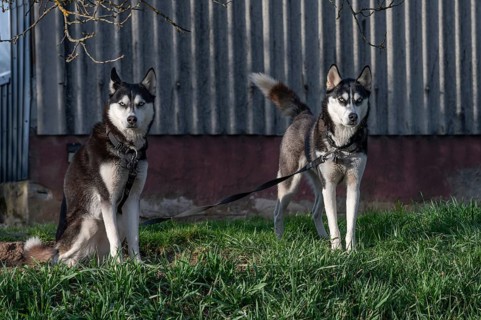 Dogs, two Siberian Huskies (Canis lupus familiaris) in front of a barn on a farm, Bavaria, Germany,