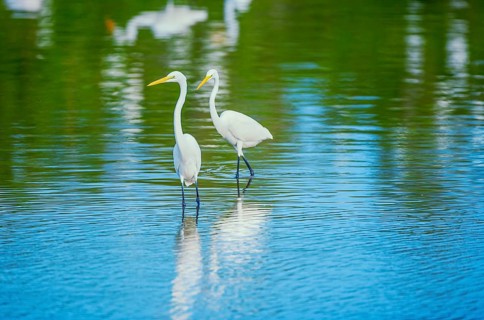 Great white egrets (Ardea alba) looking for food in a pond, Sanibel Island, J.N. Ding Darling