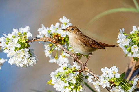 Nightingale (Luscinia megarhynchos) Germany