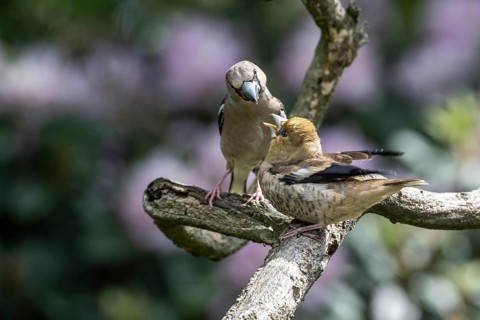 Hawfinch (Coccothraustes coccothraustes), feeding juveniles, Emsland, Lower Saxony, Germany, Europe