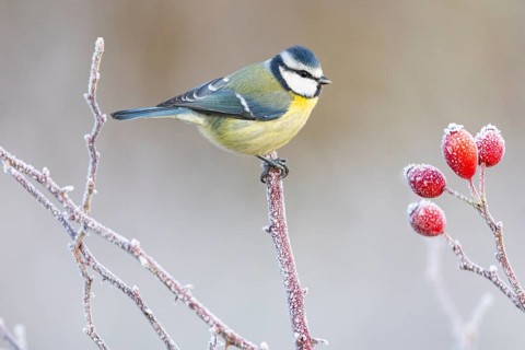 Blue tit (Parus caeruleus) Germany