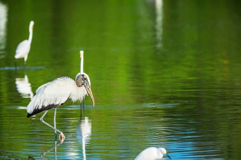 Great white egrets (Ardea alba) and Wood Stork (Mycteria Americana) fishing, Sanibel Island, J.N.