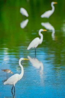 Great white egrets (Ardea alba) looking for food in a pond, Sanibel Island, J.N. Ding Darling
