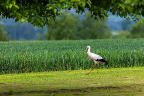 White stork (Ciconia ciconia), in front of barley field, Göggingen, district of Sigmaringen,