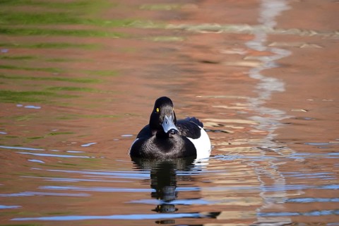 Tufted duck on a lake, May, Germany, Europe