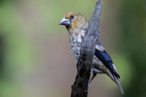 Hawfinch (Coccothraustes coccothrauste, juvenile, Emsland, Lower Saxony, Germany, Europe