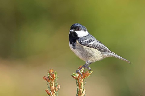 Fir tit (Parus ater), sitting on the top of a young spruce, European spruce (Picea abies),