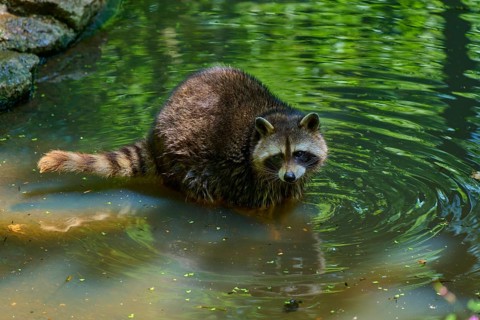 A raccoon (Procyon lotor), standing in the water, surrounded by nature and stones, covered with