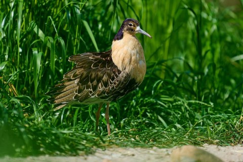 Ruff (Philomachus pugnax), with light and dark plumage in green grass, France, Europe