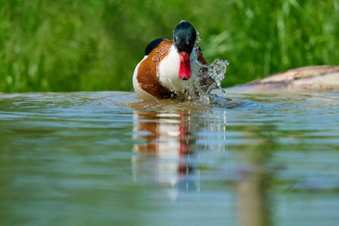 Shelduck (Tadorna tadorna), splashing water, France, Europe