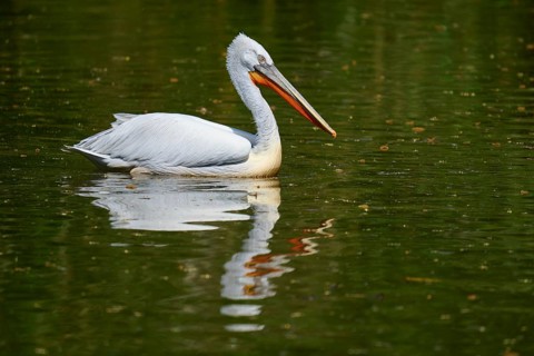 Dalmatian pelican (Pelecanus crispus), swimming leisurely on a still water, reflected in the calm