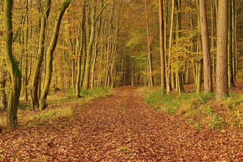 A forest path covered with colourful autumn leaves, flanked by tall trees, Hornbach, Walldürn,