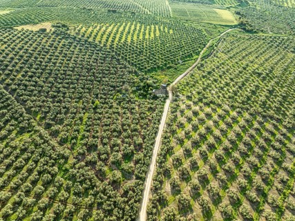 Fields of olive trees, trees planted in rows, aerial view, near village Cabra, Andalusia, Spain,