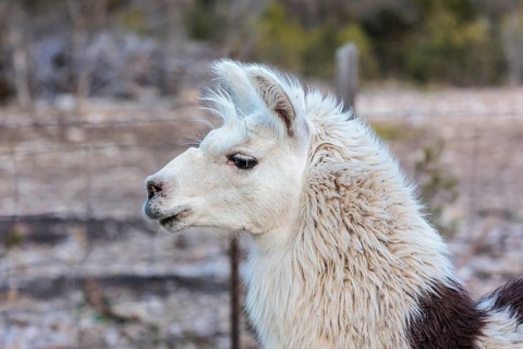 Domesticated alpaca livestock helps to protect goats from predators on a ranch in Sonora, Texas,