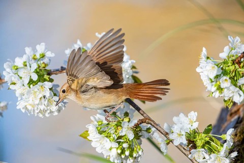 Nightingale (Luscinia megarhynchos) Germany