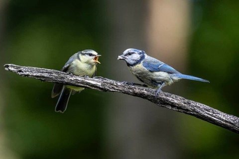 Blue tits (Parus caerulea), feeding young animals, Emsland, Lower Saxony, Germany, Europe