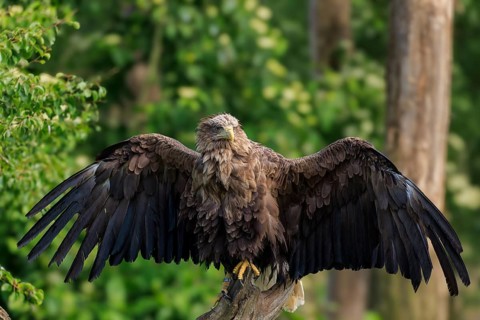 Eagle with wide open wings sitting in a forest, White-tailed Eagle (Haliaeetus albicilla), France,
