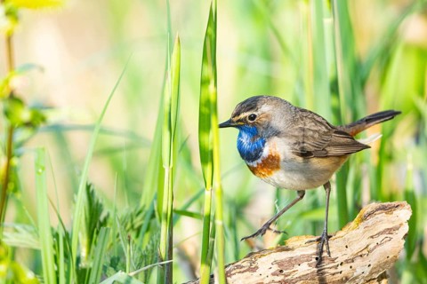 Bluethroat (Luscinia svecica cyanecula) ml Germany
