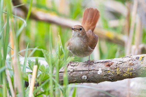 Nightingale (Luscinia megarhynchos) Germany