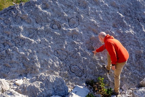 Dinosaur tracks, rockslide area, Marocche di Dro biotope, near Dro, Sarca Valley, Trentino, Italy,