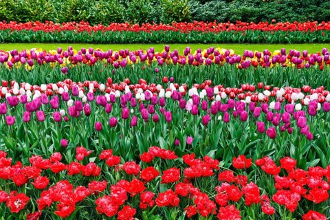 Different coloured tulips (Tulipa), colourful tulip bed, shades of red, Keukenhof gardens, Lisse,