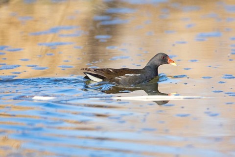 Moorhen (Gallinula chloropus) ml Germany