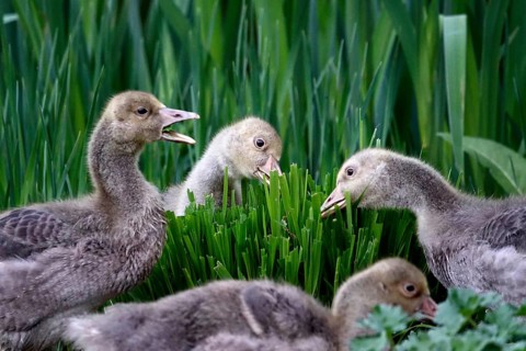 Greylag goose, chick, May, Germany, Europe