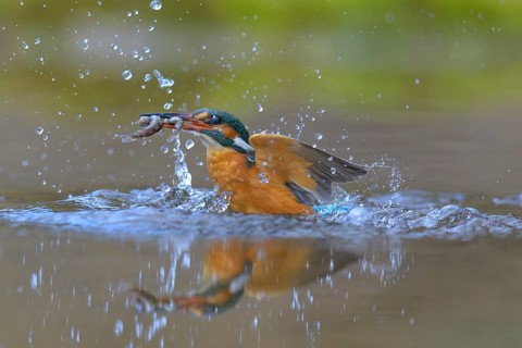 Kingfisher (Alcedo atthis), taking off from the water with a fish in its beak, Lechauen, Bavaria,