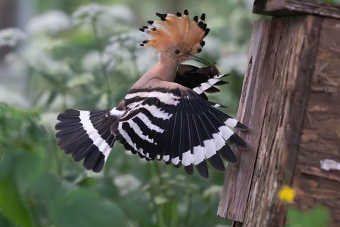 Hoopoe (Upupa epops) flies to the nesting box with captured mole cricket, Upper Spreewald,
