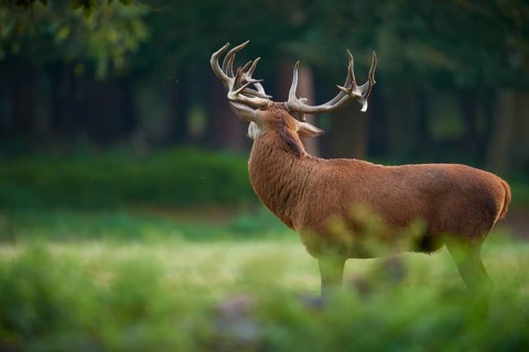 Red deer (Cervus elaphus), from behind with protruding antlers in the forest, Germany, Europe