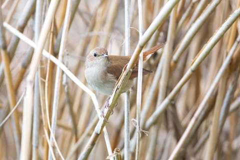 Nightingale (Luscinia megarhynchos) Germany