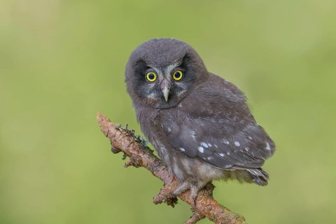 Great Horned Owl (Aegolius funereus), young bird sitting on a larch branch, wildlife, nature