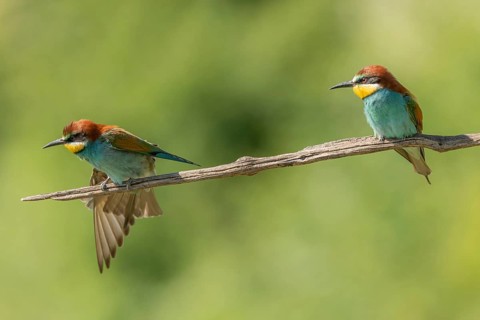 European bee-eater (Merops apiaster) on a branch during the breeding season in spring. Jechtingen,