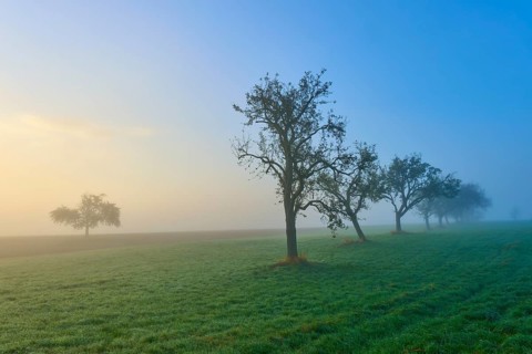 Row of fruit trees in the fog at sunrise over a green field, autumnal calm, Mönchberg, Miltenberg,