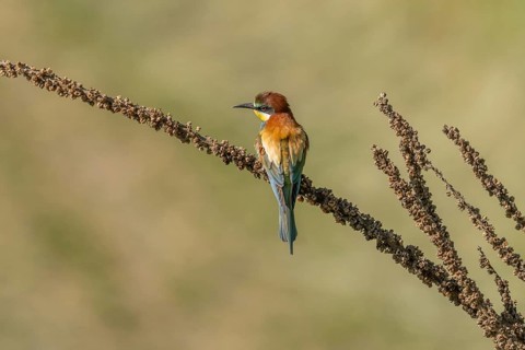 European bee-eater (Merops apiaster) on a branch during the breeding season in spring. Jechtingen,