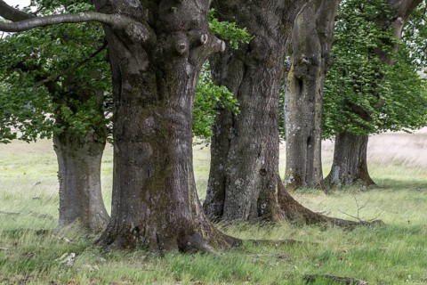 European beech (Fagus sylvatica), Hoge Veluwe, Gelderland, Netherlands