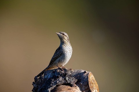 Eurasian wryneck (Jynx torquilla) Germany
