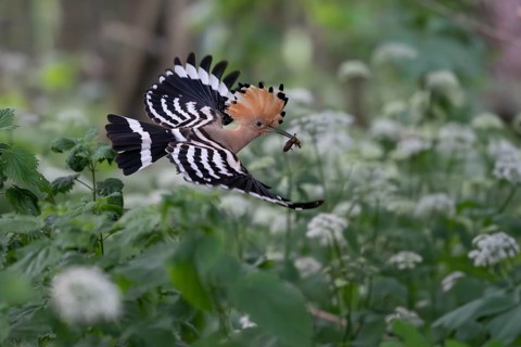 Hoopoe (Upupa epops) in flight with captured mole cricket, Upper Spreewald, Brandenburg, Germany,