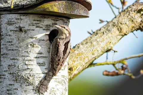 Eurasian wryneck (Jynx torquilla) Germany