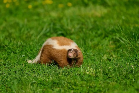 A skunk (Mephitis mephitis), tilts its head and looks curiously at the meadow, France, Europe