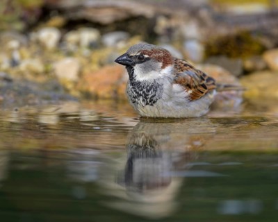 House sparrow (Passer domesticus), male bathing, biosphere reserve, Swabian Alb, Baden-Württemberg,