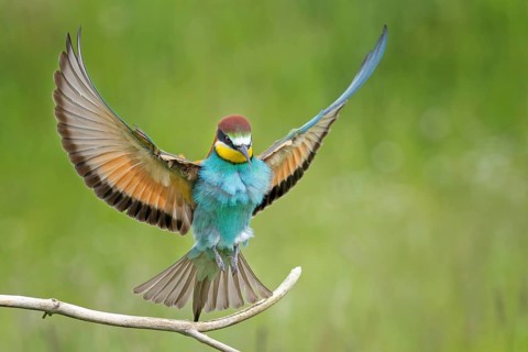 Bee-eater (Merops apiaster) newcomer to Saxony-Anhalt, blaze of colour, approaching, flying, wings