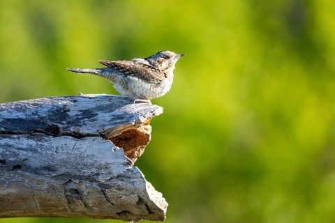 Eurasian wryneck (Jynx torquilla) Germany