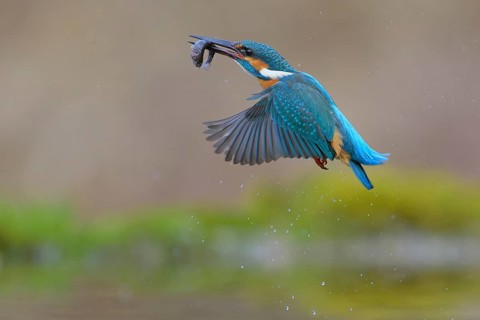 Kingfisher (Alcedo atthis), in flight with fish in its beak, Lechauen, Bavaria