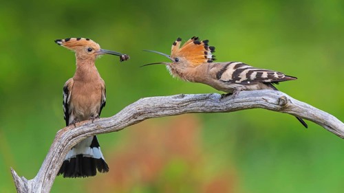 Hoopoe (Upupa epops) Bird of the Year 2022, male with food for his female, bridal gift, pair