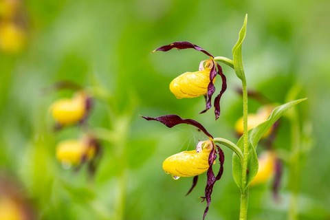 European lady's slipper (Cypripedium calceolus), orchid family (Orchidaceae), Upper Danube nature