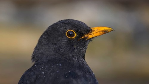 Blackbird (Turdus merula), male, animal portrait, biosphere reserve, Swabian Alb,