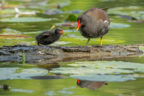A common moorhen (Gallinula chloropus) provides food for its two-week-old young owl. Bas rhin,