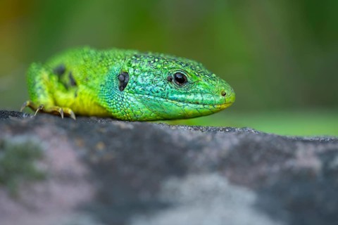 Western green lizard (Lacerta bilineata), animal portrait, resting on a stone of a dry stone wall,